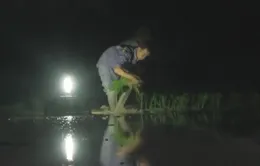 Hình ảnh nông dân Việt Nam cấy lúa đêm xuất hiện trên truyền hình Pháp