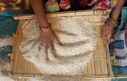 Giá gạo Ấn Độ cao nhất 5 năm