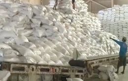 Giá cám gạo chưa biến động sau lệnh cấm của Ấn Độ
