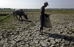 El Nino đe dọa ngành nông nghiệp ASEAN