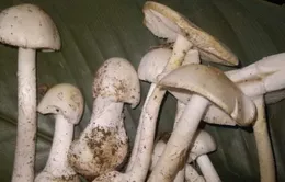 Hai bố con ngộ độc sau khi ăn nấm dại hái trên rừng