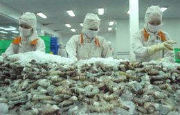 Trung Quốc, Hoa Kỳ: Tia hy vọng cho xuất khẩu tôm cuối năm