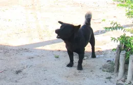 Cà Mau ghi nhận 13 ổ dịch dại trên đàn chó