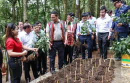 Thủ tướng: Đẩy mạnh liên kết, phát huy vai trò người dân trong sản xuất, chế biến sâm Ngọc Linh