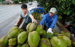 Giá sầu riêng cao ngất ngưởng, nhiễu loạn giá chốt vườn