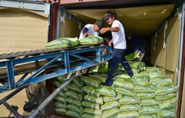 Giá gạo xuất khẩu Việt Nam giữ vững vị trí cao nhất