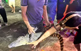 Bạc Liêu: Bắt được cá sấu 14kg sau 2 ngày vây bắt