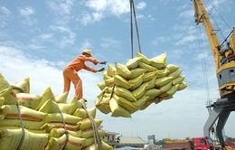 Bộ Công Thương yêu cầu doanh nghiệp không mua gom ồ ạt lúa gạo