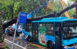 Hà Nội: Cây cổ thụ bật gốc, đổ đè trúng xe bus đang đi trên phố