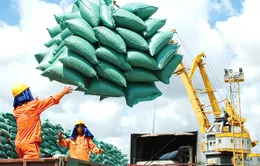 Ổn định thị trường gạo, đảm bảo vững chắc an ninh lương thực quốc gia