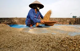 Bài toán an ninh lương thực khi giá gạo xuất khẩu cao kỷ lục?