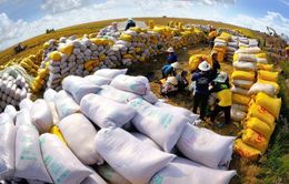 Hợp tác công - tư: Động lực phát triển ngành lúa gạo