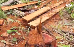 Gia Lai: Phát hiện vụ khai thác gỗ trái phép tại rừng giáp ranh