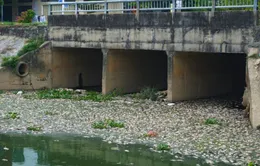 Đà Nẵng: Hàng tấn cá chết nổi trắng kênh Đa Cô sau trận mưa lớn