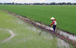 Giá lúa cao, nông dân ồ ạt xuống giống vụ Thu Đông