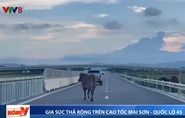 Báo động tình trạng gia súc thả rông trên cao tốc