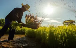 Thái Lan: Giá gạo tăng cao, nông dân đẩy mạnh trồng lúa