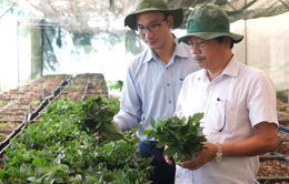 Quảng Nam: Hỗ trợ cây giống sâm Ngọc Linh cho hơn 1.000 hộ dân