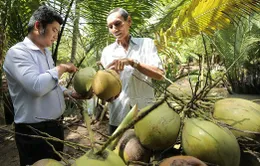 Dừa tươi “rộng đường” xuất khẩu