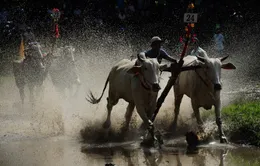 Hội đua bò chùa Rô 2023: Sôi động và quyết liệt