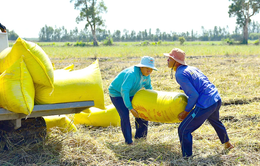 Giá lúa gạo tăng “nóng”: Cần có chiến lược về giá