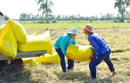 Giá lúa gạo tăng “nóng”: Cần có chiến lược về giá