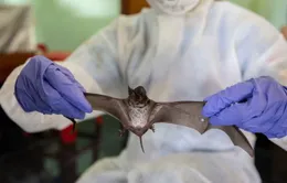 Virus Nipah bùng phát, TP. Hồ Chí Minh giám sát người nhập cảnh tại các cửa khẩu quốc tế