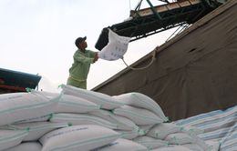 Giá gạo xuất khẩu Việt Nam vẫn neo cao kỷ lục