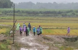 Đi cứu gia súc, hoa màu, cụ ông bị lũ cuốn thiệt mạng