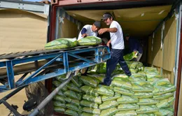 Giá gạo xuất khẩu giảm
