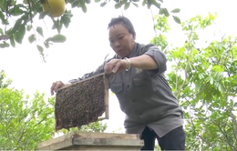 Người nuôi ong điêu đứng vì mật ong giả