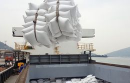 Xuất khẩu gạo có thể mang về hơn 5 tỉ USD