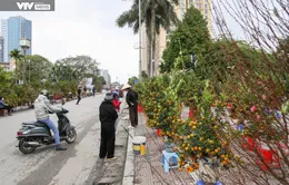 Hà Nội: Tiểu thương đưa đào, quất xuống phố đón Tết về