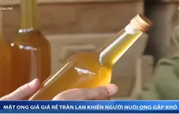 Mật ong giả giá rẻ tràn lan khiến người nuôi ong gặp khó