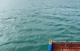 Đàn cá heo khoảng 30 con xuất hiện ở vùng biển Cô Tô