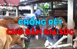 Miền Trung tăng cường phòng chống rét cho đàn gia súc