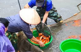 Làng nghề nuôi cá chép đỏ nhộn nhịp trước ngày ông Công, ông Táo