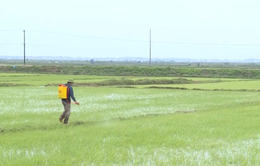 Quảng Bình: Đảm bảo sản xuất nông nghiệp trong các đợt rét