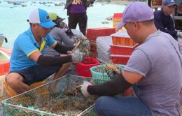 Đầu năm người nuôi tôm hùm thu tiền tỷ từ xuất khẩu chính ngạch