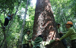 Phát triển kinh tế rừng bền vững
