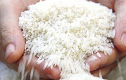 Gạo Việt vào châu Âu bằng thương hiệu