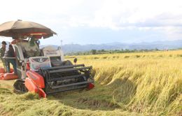 Giá lúa gạo giảm mạnh sau Tết