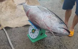 Ngư dân trúng đậm cá ngừ đại dương
