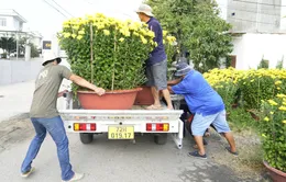 Bà Rịa - Vũng Tàu: Nhà vườn tất bật thu hoạch hoa bán Tết