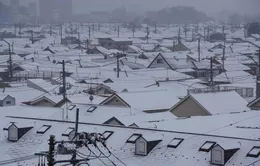 Tokyo gián đoạn giao thông vì tuyết rơi dày