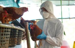 Lào phát hiện dịch cúm gia cầm H5N1