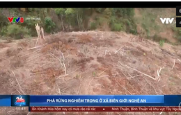 Phát hiện vụ phá rừng nghiêm trọng ở Nghệ An