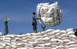 Giá gạo của Ấn Độ tăng lên mức cao kỷ lục