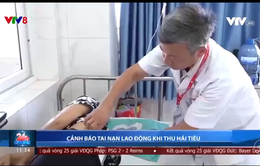 Cảnh báo tai nạn lao động khi thu hái tiêu