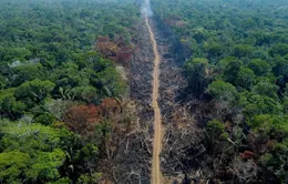 Nạn phá rừng tại Brazil giảm hơn 60%